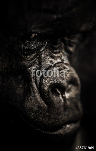 Baranov, Gorilla portrait, Silverback Gorilla (close-up, säugetier, ausdruck, kräfte, braun, kopf, männlich, stark, afrika, gorilla, schwarz, affe, dunkel, portrait, lippen, blick, gesicht, primate, berg, mund, haut, hintergrund, gefahr, tierpark, wild, natur, groß, auge, tier, wildlife, close-u)