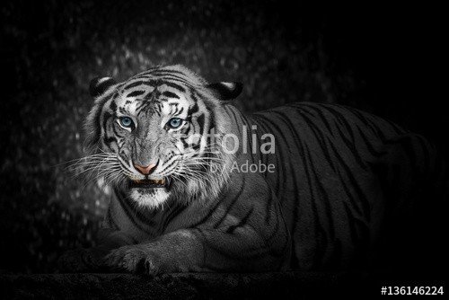 ake, White tiger (katzen, tiger, gelb, kopf, schönheit, katze, asien, weiß, schließen, panthera, natur, tier, auge, wildkatze, ausdruck, schwarz, gefangenschaft, hübsch, räuber, close-up, safarie, fleischfresser, angriffslustig, säugetier, portrait, gestreift, tigeri)
