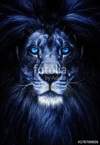 Baranov, Portrait of a Beautiful lion, lion with icy eyes (löwe, anführer, warm, natürlich, säugetier, weiß, zoologie, kräfte, braun, biest, pelz, lebewesen, kopf, hoheitsvoll, fleischfresser, männlich, katzen, afrika, schwarz, stolz, dunkel, hunter, portrait, angriff, afrikanisch, blick, gefährlic)