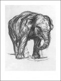 Franz MARC, Elefant,1907 (Wunschgröße, Malerei, Expressionismus, zeicnung, Elefant, Studie, figurativ, klassische Moderne, Wohnzimmer, Arztpraxis, Treppenhaus,  schwarz / weiß)