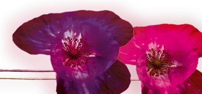 Frauke Meszaros, Anemonen-Duo I (Blumen, Blüten, Annemonen, Pflanzen, floral, modern, Malerei, Wunschgröße, Wohnzimmer, Treppenhaus, violett/pink)