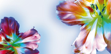 Frauke Meszaros, Blütenfantasie I (Blumen, Blüten, Pflanzen, floral, modern, Malerei, Wunschgröße, Wohnzimmer, Treppenhaus, bunt)