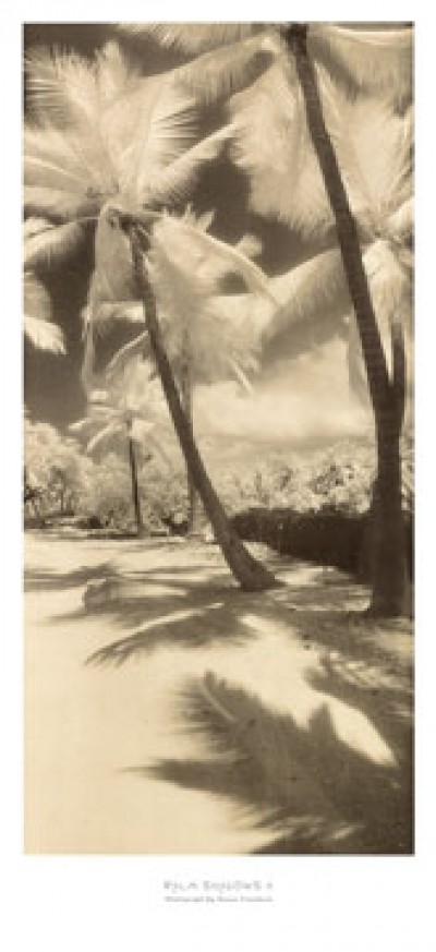 Susan Friedman, Palm Shadows II (Landschaften, Palmen, Bäume, Strand, Urlaub, Fotokunst, Wohnzimmer, Treppenhaus, schwarz/weiß)