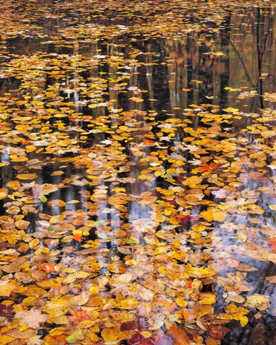 John Gavrilis, Autumn Detail (Fotokunst, Photokunst, Natur, Herbst, Herbstlaub, Teich, Wald, Blätter, Jahreszeit,  Wohnzimmer, Treppenhaus, Wunschgröße, bunt)