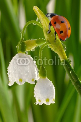 Gerhard Seybert, Marienkäfer auf Knotenblume mit Wassertropfen (Wunschgröße, Fotografie, Photografie, Nahaufnahme, Natur, Insekt, Marienkäfer, Frühling, Wasser, Tropfen, Blume, Blüte, Glocke, Gras, Licht, Leuchten, Wellness, Badezimmer, Frische, grün)