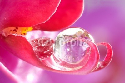 Gerhard Seybert, Orchidee Close-Up mit Wassertropfen (blume, meditation, wasser, besinnung, asien, zen, reiki, seele, geist, natur, entspannung, gesundheit, massage, therapie, ruhe, homÃ¶opathie, heilendekraft, naturheilkunde, yoga, close-up, hintergrund, tempo, energie, sinkhole, wellness, blume, orchide)