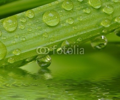 Gerhard Seybert, Wassertropfen auf grÃ¼ner Pflanze mit Sonne und Glitzern (wasserturm, pflanze, frisch, entspannung, wellness, gesundheit, erholung, gras, grashalm, grÃ¼n, makro, wasser, natur, rieseln, wiese, botanik, close-up, feucht, regen, regentropfen auf blÃ¼te, flora, frisch, seil, tautra, pflanze, blatt, waterdrop, blum)