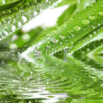 Gerhard Seybert, Wassertropfen auf grÃ¼ner Pflanze mit Sonne und Glitzern (wasserturm, pflanze, frisch, entspannung, wellness, gesundheit, erholung, gras, grashalm, grÃ¼n, makro, wasser, natur, rieseln, wiese, botanik, close-up, feucht, regen, regentropfen auf blÃ¼te, flora, frisch, seil, tautra, pflanze, blatt, waterdrop, blum)