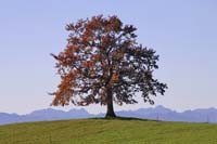 Gerhard Rossmeissl, Der Baum (Baum, Einsamkeit, Landschaften, Berge, Panorama, Wunschgröße, Fotografie, Schlafzimmer, Wohnzimmer, zeitgenössisch, bunt)