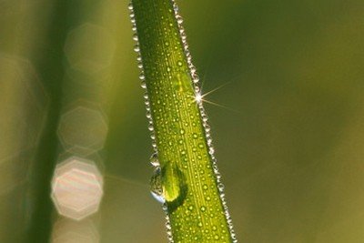 Gerhard Rossmeissl, Der Sonnenstrahl (Wassertropfen, Grashalm, Wasserperlen, Frische,  Lichteffekte, Reflexion, Wellness, Meditation, Badezimmer, Wintergarten, Wohnzimmer, Wunschgröße, Fotokunst, Natur, Nahaufnahme, zeitgenössisch, grün)