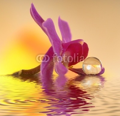 Gerhard Seybert, Orchidee auf Stein mit Wassertropfen (steine, blume, meditation, wasser, besinnung, asien, medizin, zen, reiki, seele, kÃ¶rper, geist, natur, entspannung, gesundheit, massage, pflege, religiÃ¶s, buddhismus, therapie, ruhe, homÃ¶opathie, heilendekraft, naturheilkunde, yoga, medizin, erholun)