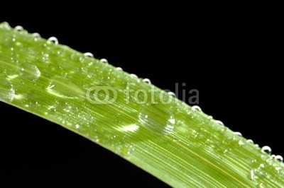 Gerhard Seybert, Tautropfen im Sonnenlicht auf Grashalm (tautra, wasser, grashalm, frisch, sunlight, gesundheit, frÃ¼hling, sommer, wellness, blase, spiegelung, spiegelung, funkeln, frisch, wohlbefinden, wiese, natur, pflanze, klar, sauber, reinheit, zen, quelle, frÃ¼hling, blas)