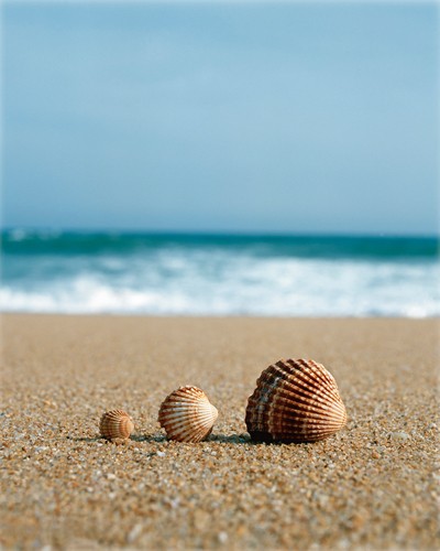 Gill Copeland, The Family (Wunschgröße,Flur,Treppenhaus,Landschaften,Meeresbrise,Landschaftsfotografie,beige,braun,hellblau,Strand,Muscheln)