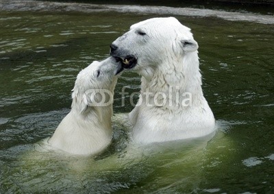 Grigorii Kul'bin, kiss the mother (bär, bär, eisbär, tier, arktis, schnee, tierpar)