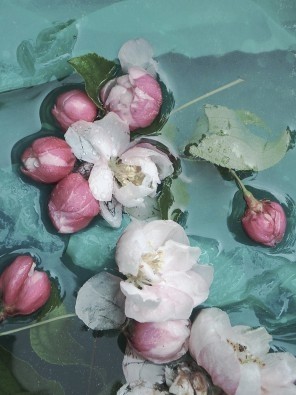 Gerd Weissing, Blumenkunst (Blumen, Blüten, Knospen, Wasser, sich treiben lassen, Wohnzimmer, Treppenhaus, Fotokunst, Wunschgröße, bunt)