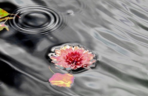 Gerd Weissing, Traumwasser (Blumen, Blüten, Seerosen,  Wasser, sich treiben lassen, Wellness, Wohnzimmer, Badezimmer, Treppenhaus, Fotokunst, Wunschgröße, bunt)