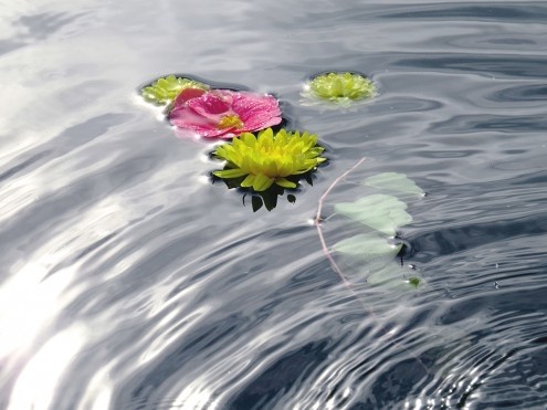 Gerd Weissing, Wassertraum (Blumen, Blüten, Seerosen,  Wasser, sich treiben lassen, Wellness, Wohnzimmer, Badezimmer, Treppenhaus, Fotokunst, Wunschgröße, bunt)