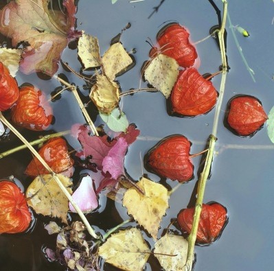 Gerd Weissing, Herbstwasser (Blumen, Blüten, Ballonblumen, Herbst, Wasser, Wohnzimmer, Treppenhaus, Fotokunst, Wunschgröße, bunt)