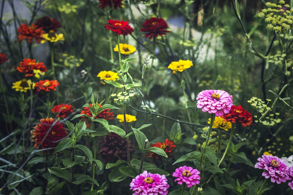 Jennifer Henriksen, Secreet Gardens (Blumen, Blüten, Dahlien, Blumengarten, Botanik, Fotografie, Wunschgröße, Treppenhaus,)