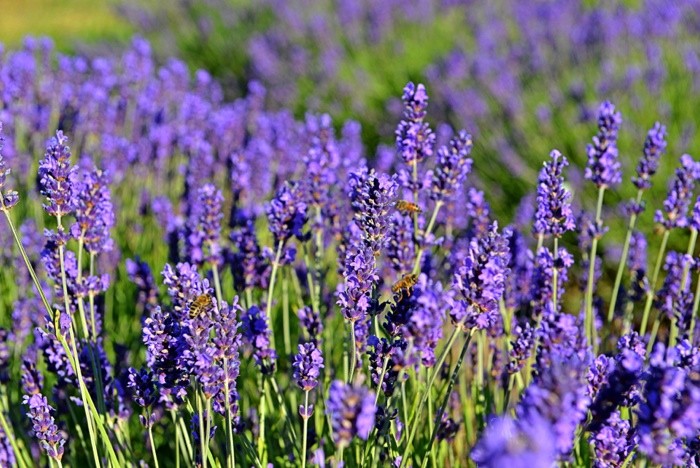 Hady Khandani, 20140708 171533 BEES IN LAVENDER FIELD OLYMPIC PENINSULA USA (HADYPHOTO, Fotografie, Botanik, Blumen, Blüten, Lavendel, Lavendelfeld, Nahaufnahme, Wohnzimmer, Treppenhaus, Wunschgröße, grün/violett)