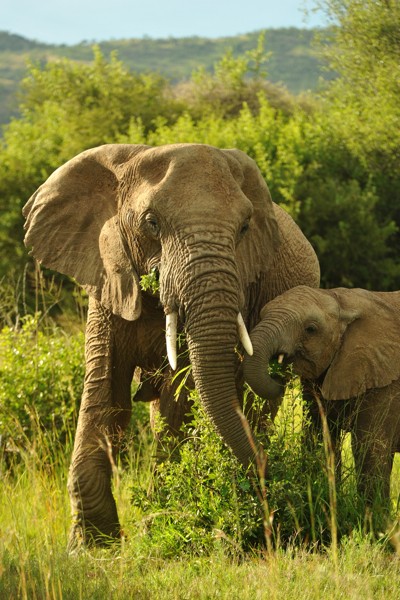 Hady Khandani, AFRICAN ELEPHANTS 2 (Wunschgröße, HADYPHOTO, Fotografie, Photofgrafie, Afrika, Natur, Tiere, Elefanten, Elefantenkuh, Elefantenbaby, Wohnzimmer, Treppenhaus, bunt)