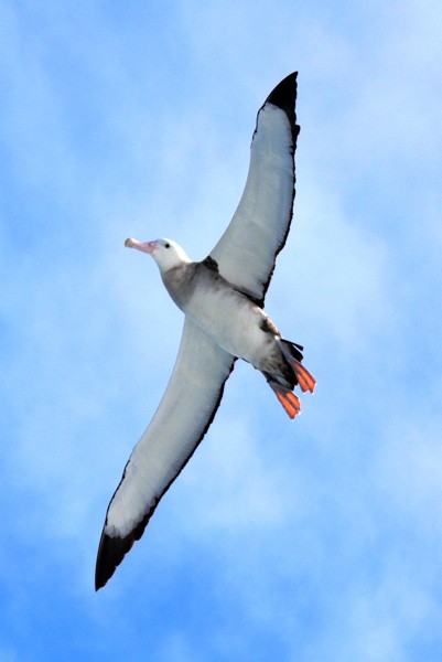 Hady Khandani, ALBATROS 1 (Wunschgröße, HADYPHOTO, Fotografie, Photofgrafie, Natur, Tiere, Vogel, Seevogel, Fliegen, Schwingen, Flügel, Wohnzimmer, Treppenhaus, bunt)