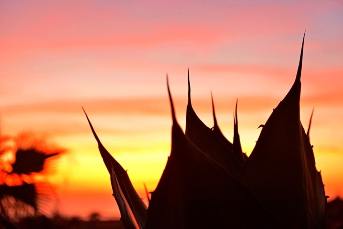 Hady Khandani, ALOE VERA SUNSET (HADYPHOTO, Fotografie,Pflanze, Aloe, Blätter, Botanik, Nahaufnahme, Silhouette, Sonnenuntergang, Wohnzimmer, Treppenhaus, Wunschgröße, bunt)