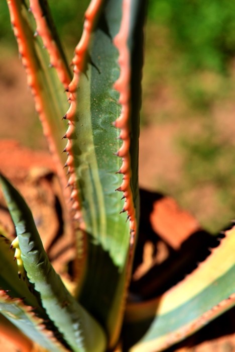Hady Khandani, ALOE VERA (HADYPHOTO, Fotografie,Pflanze, Aloe, Blätter, Botanik, Nahaufnahme, Wohnzimmer, Treppenhaus, Wunschgröße, bunt)