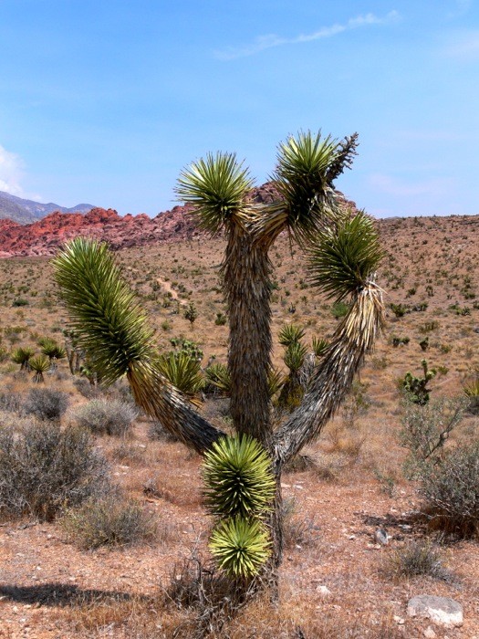 Hady Khandani, ARIZONA DESERT (HADYPHOTO, Fotografie, Landschaft, Wüste, Pflanze, Stachelig,  Wunschgröße, Wohnzimmer, Treppenhaus, bunt)