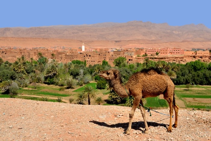 Hady Khandani, BABY DROMEDARY CAMEL IN FRONT OF TINEGHIR - MOROCCO (HADYPHOTO, Fotografie, Landschaft, Marokko, Oase, Dromedar, Tiere, Wohnzimmer, Treppenhaus, Wunschgröße, bunt)