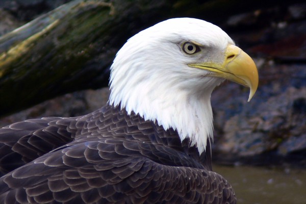 Hady Khandani, BALD EAGLE 2 (Wunschgröße, HADYPHOTO, Fotografie, Photofgrafie, Natur, Tiere, Tierportrait, Vogel, Adler, Seeadler, Baumstamm, Wasser, Wohnzimmer, Treppenhaus, bunt)