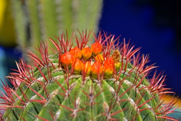 Hady Khandani, BARREL CACTUS (HADYPHOTO, Fotografie, Pflanze, Kaktus, Stacheln, Blüten, exotisch, Botanik, Nahaufnahme, Wohnzimmer, Treppenhaus, Wunschgröße, bunt)
