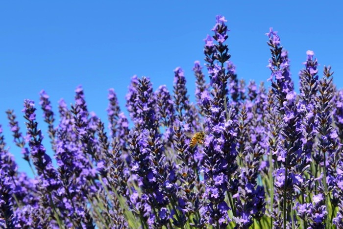 Hady Khandani, BEE AND LAVENDER - OLYMPIC PENINSULA - USA 2 (HADYPHOTO, Fotografie, Botanik, Blumen, Blüten, Lavendel, Lavendelfeld, Himmel, Nahaufnahme, Wohnzimmer, Treppenhaus, Wunschgröße, blauviolett)
