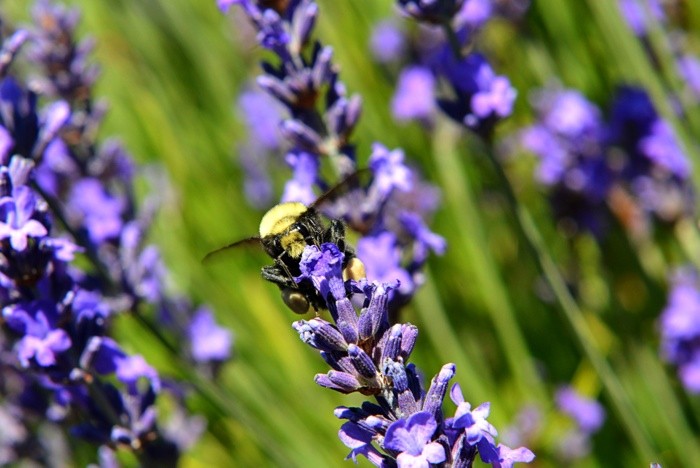 Hady Khandani, BEE AND LAVENDER - OLYMPIC PENINSULA - USA 3 (HADYPHOTO, Fotografie, Botanik, Blumen, Blüten, Lavendel,  Nahaufnahme, Wohnzimmer, Treppenhaus, Wunschgröße, grün/violett)
