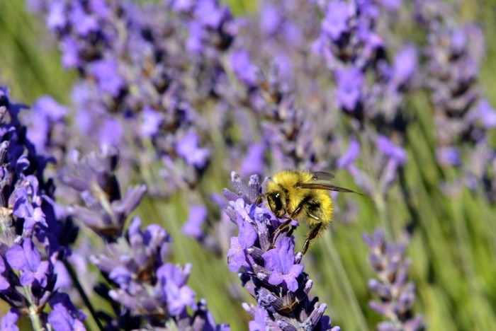 Hady Khandani, BEE AND LAVENDER - OLYMPIC PENINSULA - USA 4 (HADYPHOTO, Fotografie, Botanik, Blumen, Blüten, Lavendel, Biene, Nahaufnahme, Wohnzimmer, Treppenhaus, Wunschgröße, grün/violett)