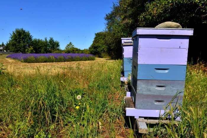 Hady Khandani, BEE HIVES NEAR LAVENDER  FIELD - OLYMPIC PENINSULA - USA (HADYPHOTO, Fotografie, Insekten, Bienen, Lavendelfeld, Bienenstock, Natur, Wohnzimmer, Treppenhaus, Wunschgröße, bunt)