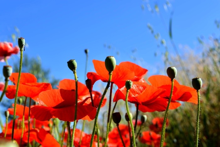 Hady Khandani, BUNCH OF POPPIES (HADYPHOTO, Fotografie, Botanik, Blumen, Blüten, Mohnblumen, Klatschmohn, Perspektive, Nahaufnahme, Wohnzimmer, Treppenhaus, Wunschgröße, rot/blau)