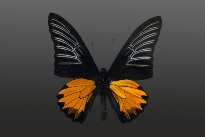 Hady Khandani, BUTTERFLY BLACK ORANGE - PREPARED (HADYPHOTO, Fotografie, Schmetterling, Falter, Insekten, Preparation, Nahaufnahme, Wohnzimmer, Treppenhaus, Wunschgröße, bunt)
