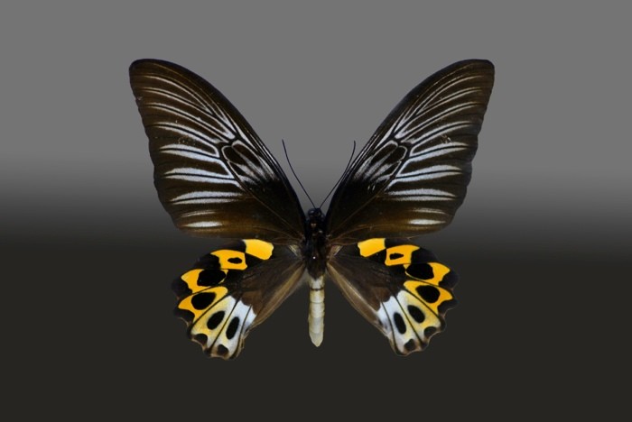 Hady Khandani, BUTTERFLY BLACK YELLOW - PREPARED (HADYPHOTO, Fotografie, Schmetterling, Falter, Insekten, Preparation, Nahaufnahme, Wohnzimmer, Treppenhaus, Wunschgröße, bunt)