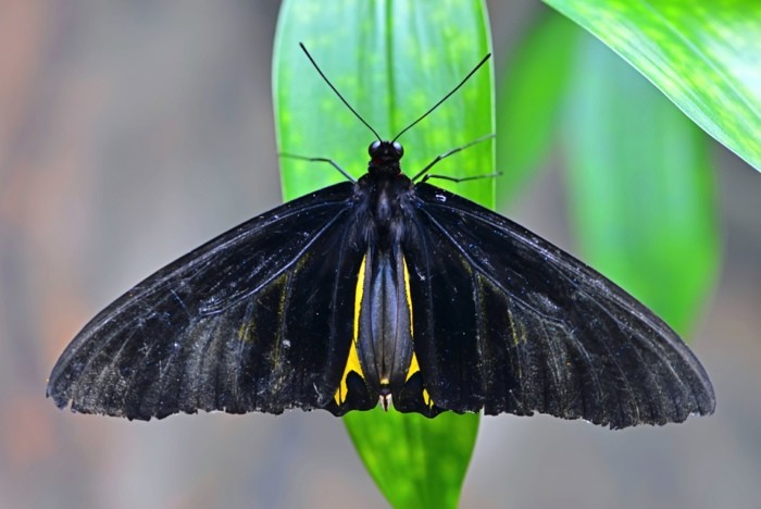 Hady Khandani, BUTTERFLY - BLACK (HADYPHOTO, Fotografie, Schmetterling, Falter, Insekten, Nahaufnahme, Wohnzimmer, Treppenhaus, Wunschgröße, schwarz/grün)
