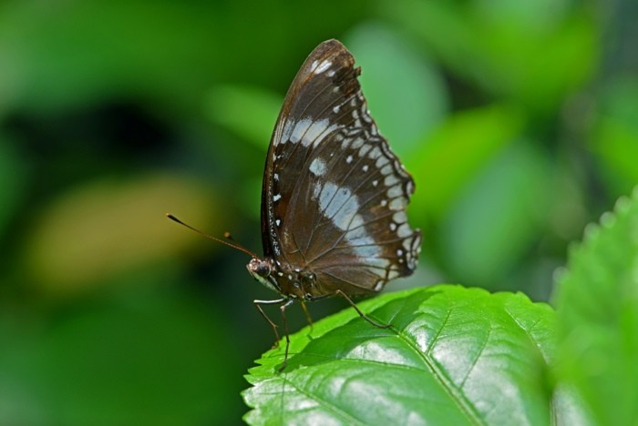 Hady Khandani, BUTTERFLY - BLUE BLACK 1 (HADYPHOTO, Fotografie, Schmetterling, Falter, Insekten, Nahaufnahme, Wohnzimmer, Treppenhaus, Wunschgröße, bunt)