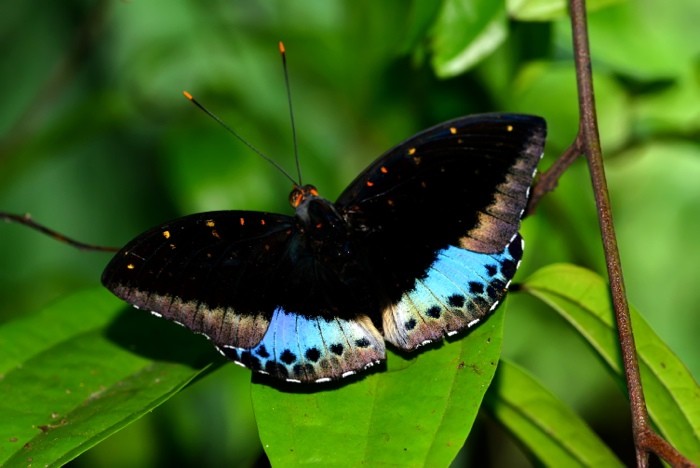 Hady Khandani, BUTTERFLY - BLUE BLACK 2 (HADYPHOTO, Fotografie, Schmetterling, Falter, Insekten, Nahaufnahme, Wohnzimmer, Treppenhaus, Wunschgröße, bunt)