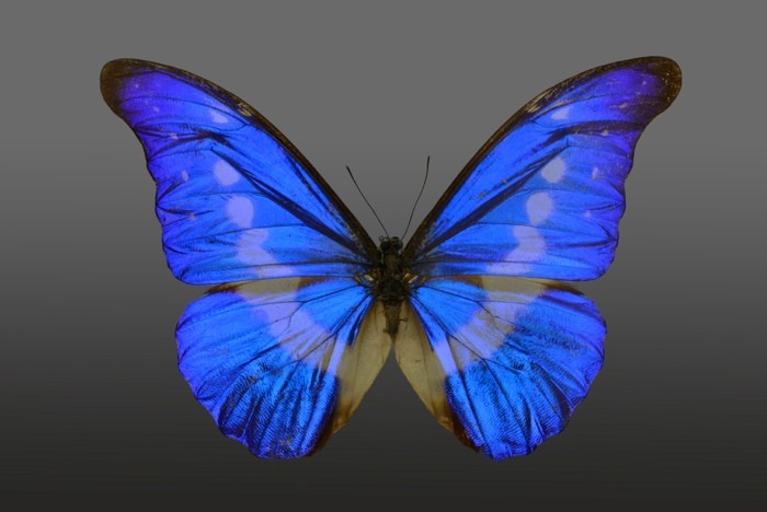 Hady Khandani, BUTTERFLY BLUE - PREPARED 1 (HADYPHOTO, Fotografie, Schmetterling, Falter, Insekten, Preparation, Nahaufnahme, Wohnzimmer, Treppenhaus, Wunschgröße, blau)