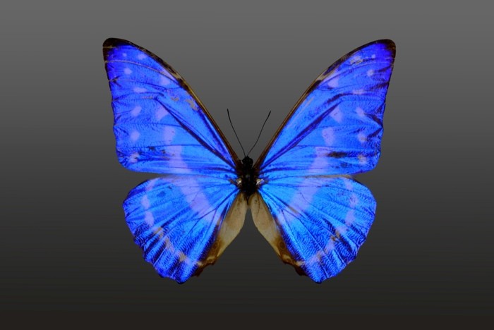 Hady Khandani, BUTTERFLY BLUE - PREPARED 2 (HADYPHOTO, Fotografie, Schmetterling, Falter, Insekten, Preparation, Nahaufnahme, Wohnzimmer, Treppenhaus, Wunschgröße, blau)