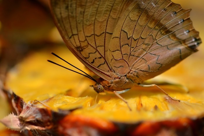 Hady Khandani, BUTTERFLY - BROWN (HADYPHOTO, Fotografie, Schmetterling, Falter, Insekten, Nahaufnahme, Wohnzimmer, Treppenhaus, Wunschgröße, bunt)