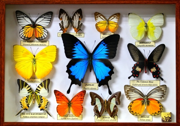 Hady Khandani, BUTTERFLY DISPLAY (HADYPHOTO, Fotografie, Schmetterlinge, Falter, Insekten, Preparationen, Schaukasten, Treppenhaus, Wunschgröße, bunt)