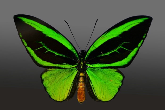 Hady Khandani, BUTTERFLY GREEN - PREPARED 2 (HADYPHOTO, Fotografie, Schmetterling, Falter, Insekten, Preparation, Nahaufnahme, Wohnzimmer, Treppenhaus, Wunschgröße, grün)
