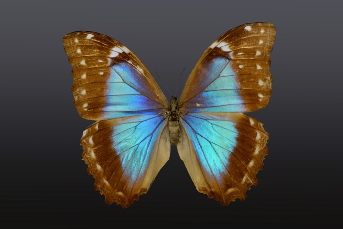 Hady Khandani, BUTTERFLY LIGHT BLUE BROWN - PREPARED (HADYPHOTO, Fotografie, Schmetterling, Falter, Insekten, Preparation, Nahaufnahme, Wohnzimmer, Treppenhaus, Wunschgröße, bunt)
