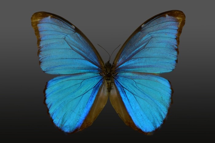 Hady Khandani, BUTTERFLY LIGHT BLUE - PREPARED 1 (HADYPHOTO, Fotografie, Schmetterling, Falter, Insekten, Preparation, Nahaufnahme, Wohnzimmer, Treppenhaus, Wunschgröße, blau)
