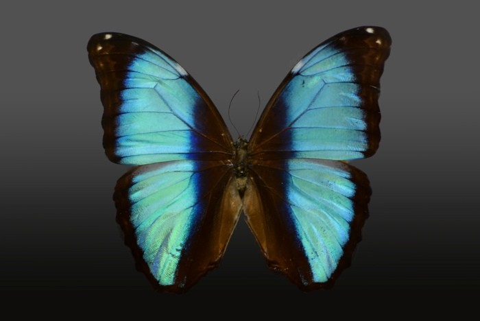 Hady Khandani, BUTTERFLY LIGHT BLUE - PREPARED 2 (HADYPHOTO, Fotografie, Schmetterling, Falter, Insekten, Preparation, Nahaufnahme, Wohnzimmer, Treppenhaus, Wunschgröße, blau)